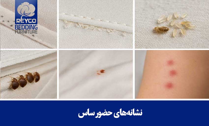 نشانههای حضور ساس